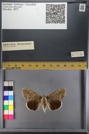 Media type: image;   Entomology 639474